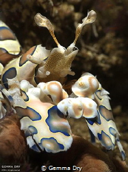 Harlequin Shrimp taken at Cathedral dive site on Aliwal S... by Gemma Dry 